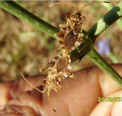 Centrocoris spiniger-2