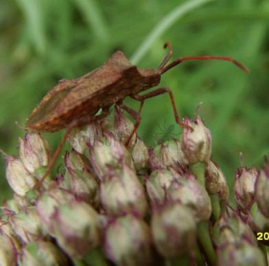 Coreus marginatus -2