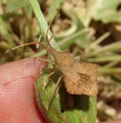 Coreus marginatus -3