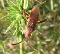 Coriomeris denticulatus