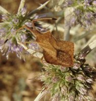 Sehirus luctuosus