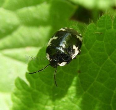 Sehirus-bicolor-1