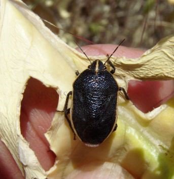 Canthophorus sp