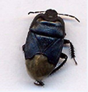 Cydnus aterrimus
