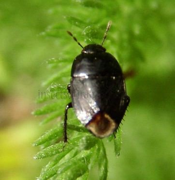 Legnotus sp-2