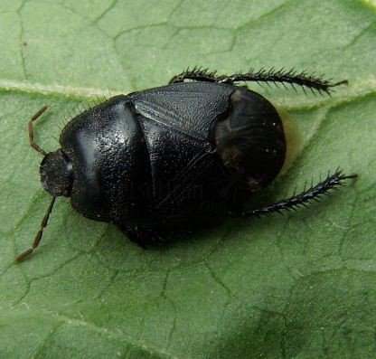 Sehirus luctuosus