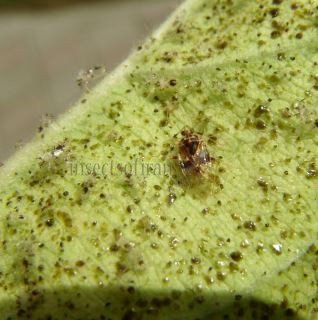 Kleidocerys sp