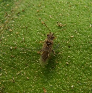 Nysius sp-2