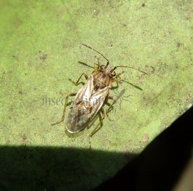Nysius sp-4