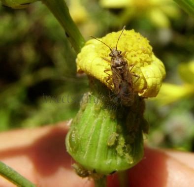 Ortholomus punctipennis-3
