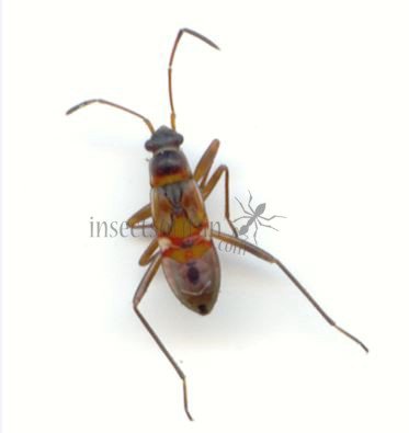 Beosus quadripunctatus-2