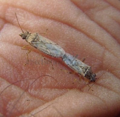 Ortholomus punctipennis-6