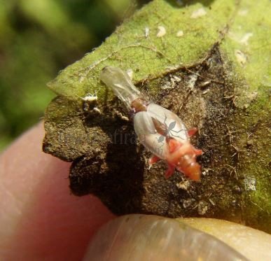 Oxycarenus lavaterae-6