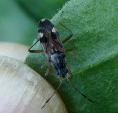 Peritrechus nubilus-1
