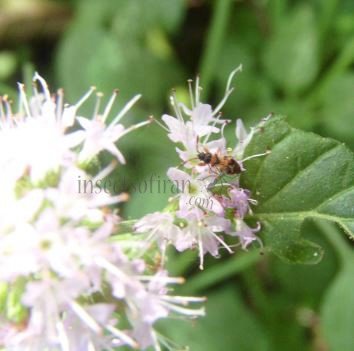 Scolopostethus affinis