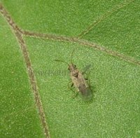 Nysius sp-3