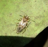 Nysius sp-4