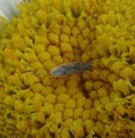 Nysius sp-6