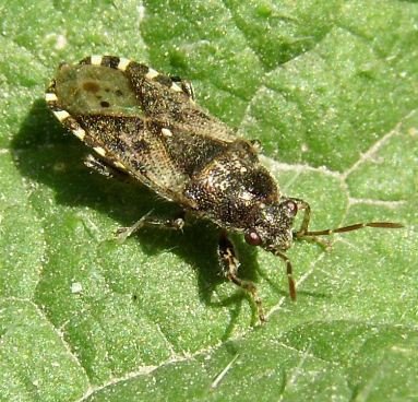 Heterogaster urticae -1
