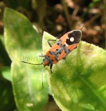 Lygaeus equestris