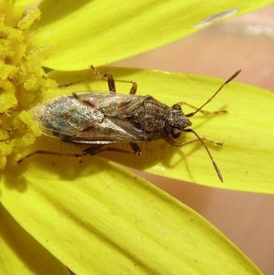 Ortholomus punctipennis-2