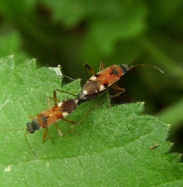 Beosus quadripunctatus-3