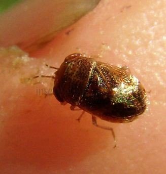 Geocoris arenarius-1