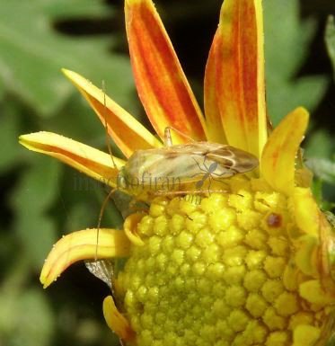 Miridae-18