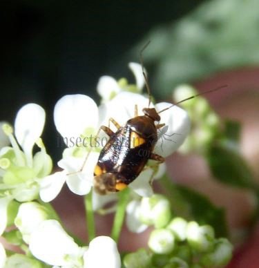 Miridae-24