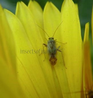 Miridae-10