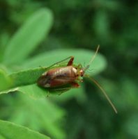 Miridae