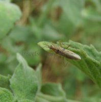 Nabidae