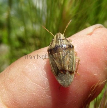 Aelia acuminata-4