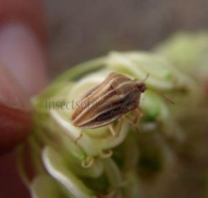 Tholagmus flavolineatus -3