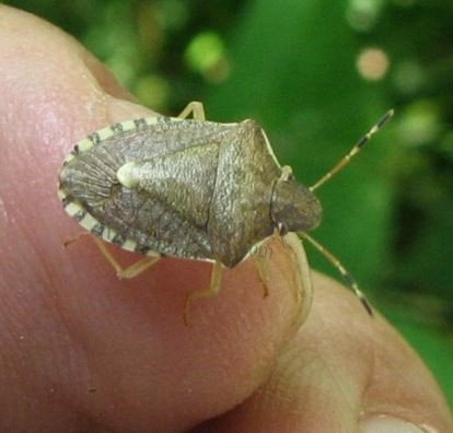 Peribalus strictus