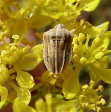 Tholagmus flavolineatus -1