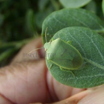 Thyanta pallidovirens