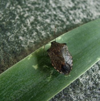 Troilus sp
