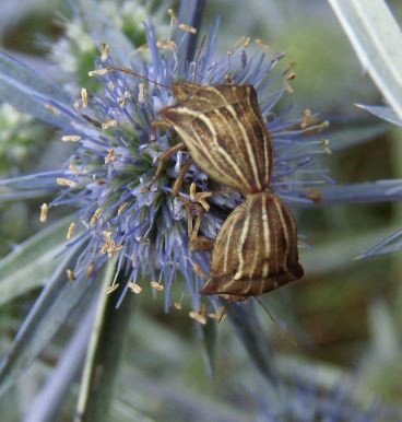 Ancyrosoma leucogrammes-6