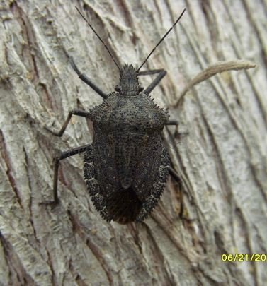 Apodiphus amygdali-2