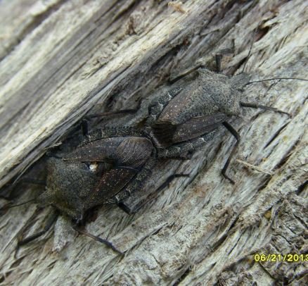 Apodiphus amygdali-3