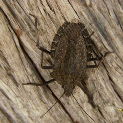 Apodiphus amygdali-6