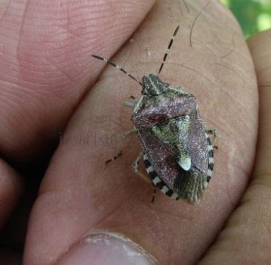 Carpocoris baccarum oeuf-1