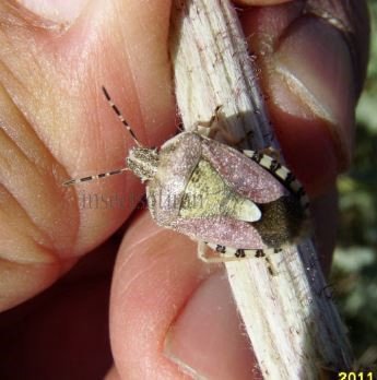 Carpocoris baccarum oeuf-2