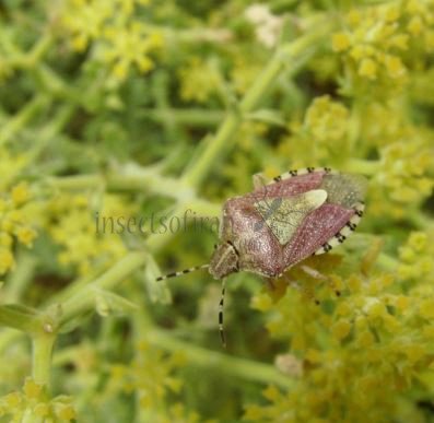 Carpocoris purpureipennis -1