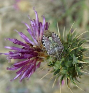 Carpocoris  purpureipennis -2