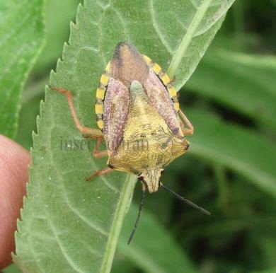 Carpocoris fuscipinus