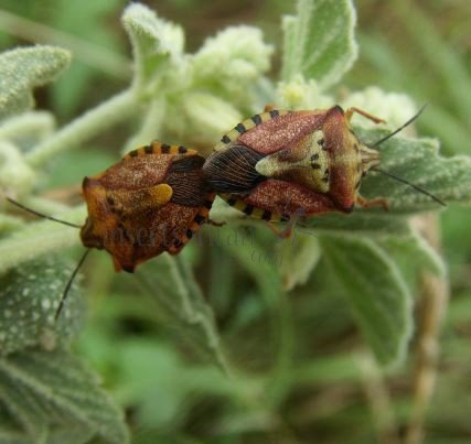 Carpocoris mediterraneus-1