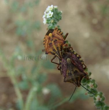 Carpocoris mediterraneus-4