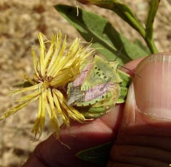 Carpocoris mediterraneus-6